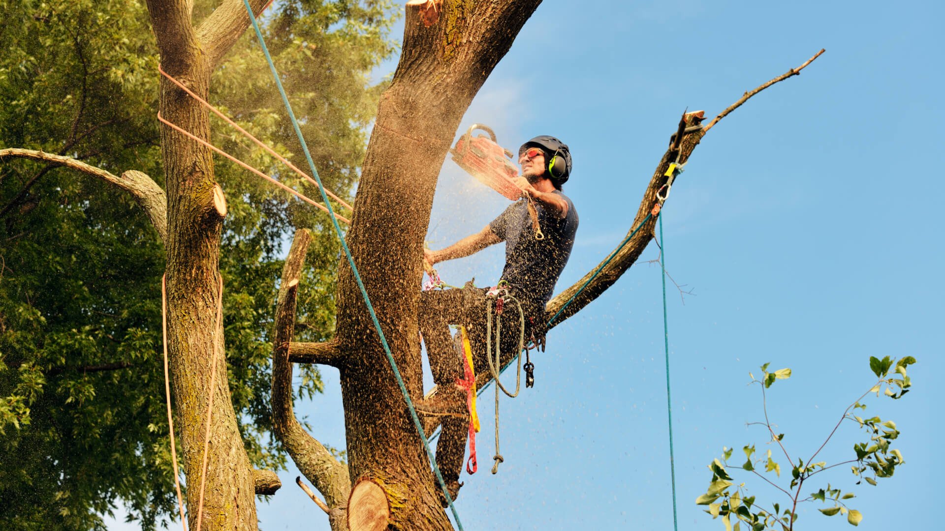 tree service calgary