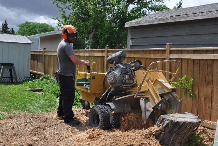 tree care service