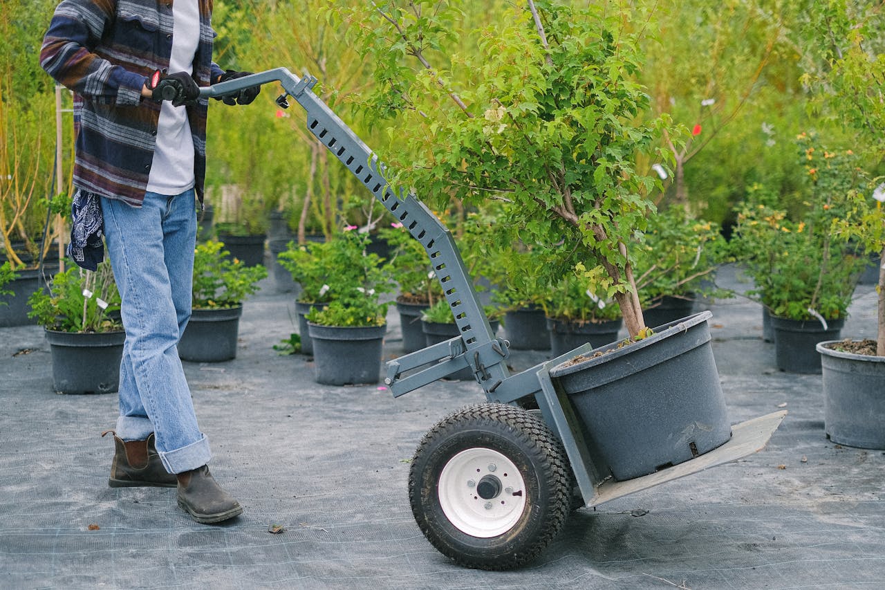 certified tree doctor in Calgary