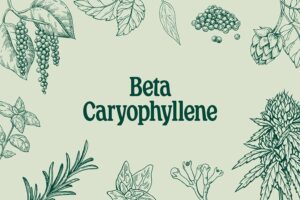 beta-caryophyllene benefits