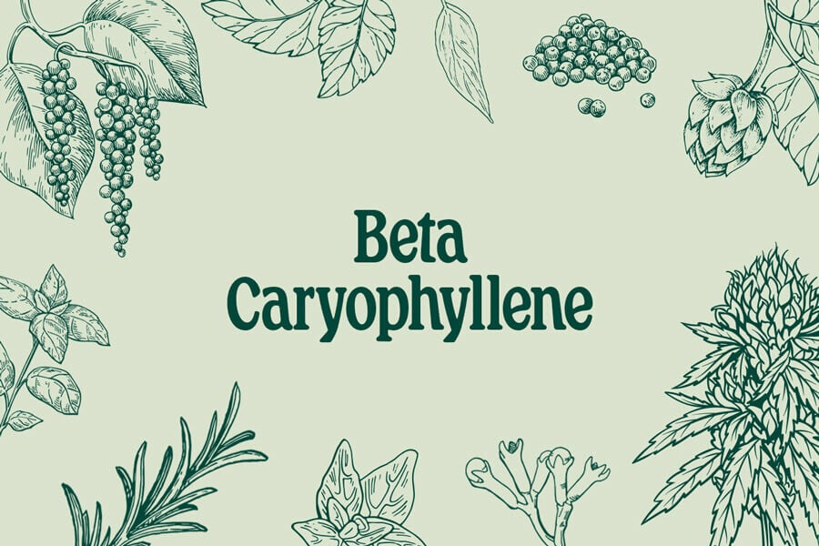 beta-caryophyllene benefits