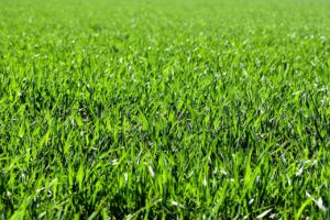 seasonal lawn care in Saskatoo