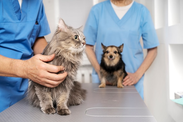 veterinary doctor in Encino