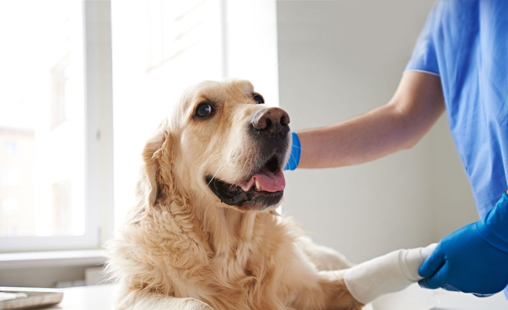 Great Vet in Encino